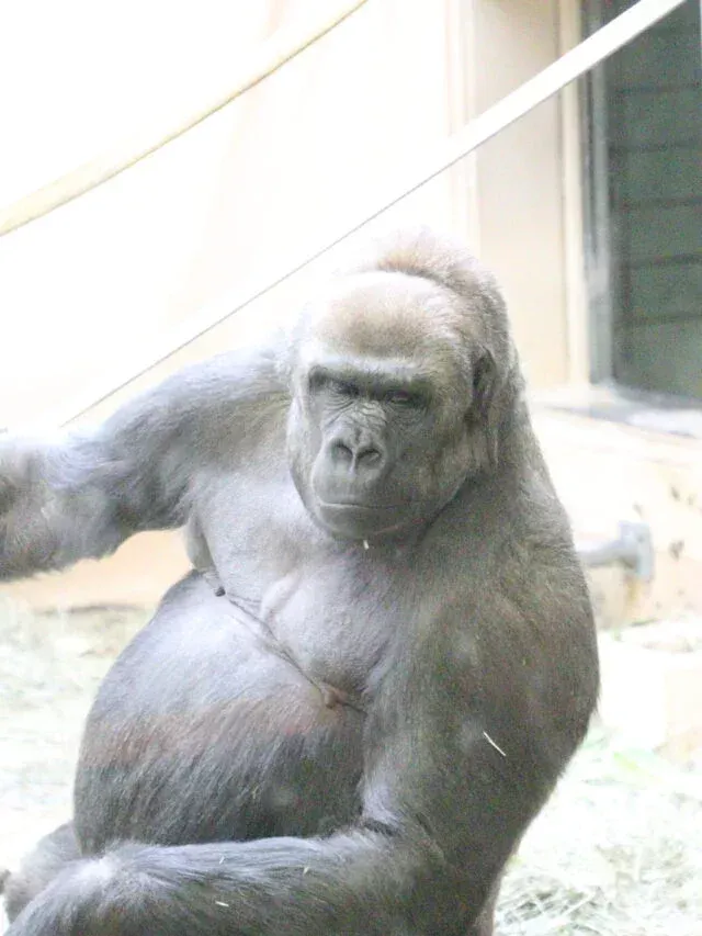 Cheyenne Mtn Zoo, Colorado